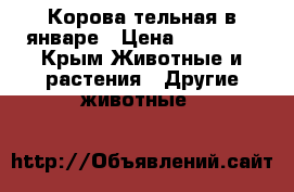 Корова тельная в январе › Цена ­ 45 000 - Крым Животные и растения » Другие животные   